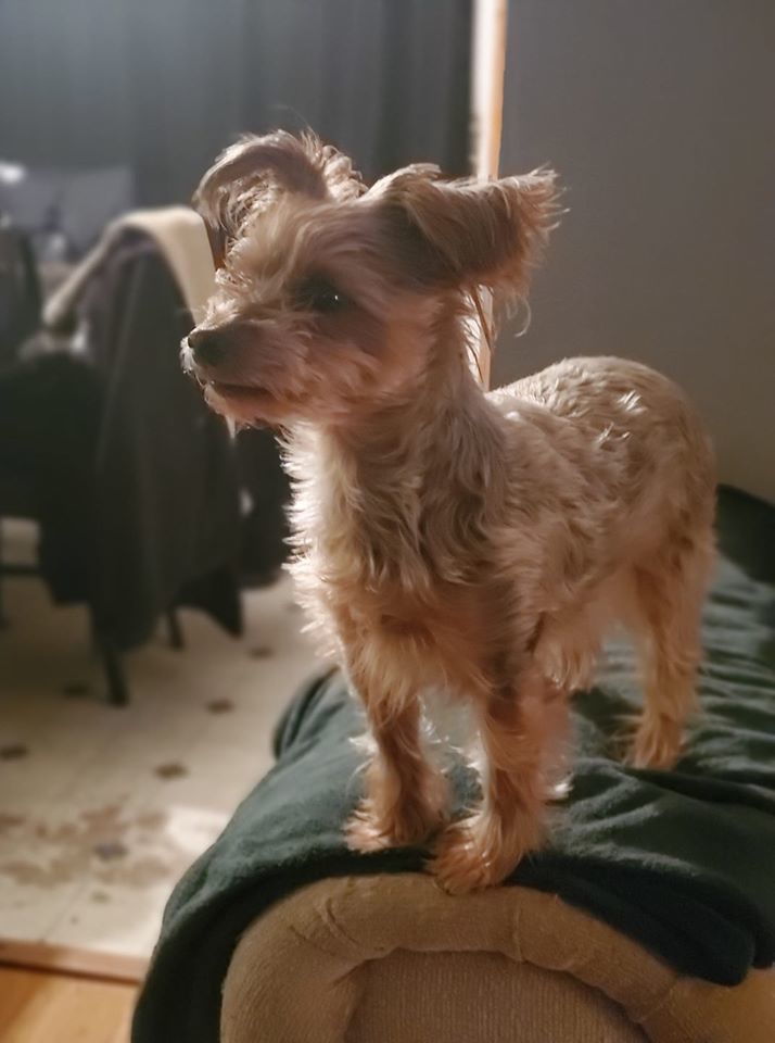 Pet59.jpg